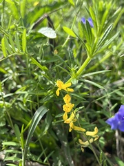 Corydalis micrantha