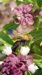 Campsomeriella thoracica