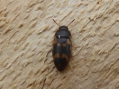 Litargus connexus