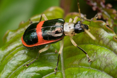 Paratriarius