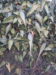 Funastrum