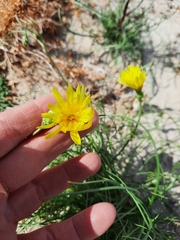 Malacothrix glabrata