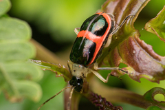 Paratriarius
