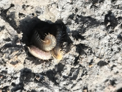 Henia vesuviana