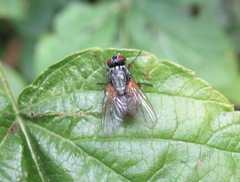 Emmesomyia