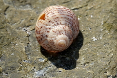 Cominella adspersa