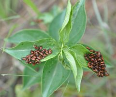 Tropidothorax leucopterus