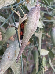 Funastrum