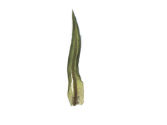 Weissia brachycarpa