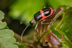 Paratriarius