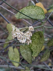 Funastrum