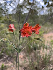 Alstroemeria gardneri
