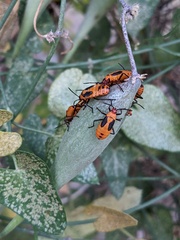 Oncopeltus fasciatus