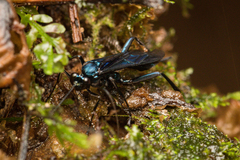 Cryptinae