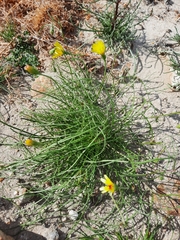 Malacothrix glabrata