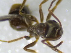 Lasius niger
