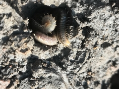 Henia vesuviana