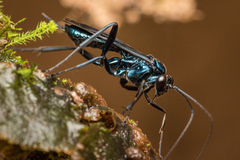 Cryptinae