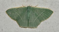 Thalassodes quadraria