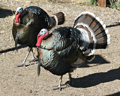 Meleagris gallopavo mexicana