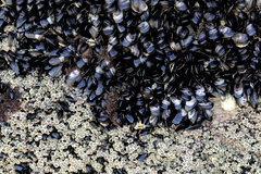Xenostrobus neozelanicus