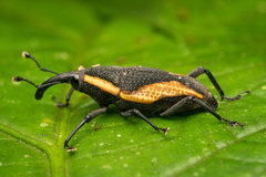 Cactophagus amoenus