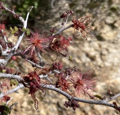 Calliandra eriophylla