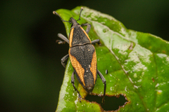 Cactophagus amoenus