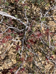 Calliandra eriophylla