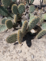 Opuntia rastrera