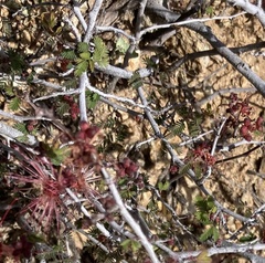 Calliandra eriophylla