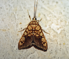 Pantographa suffusalis