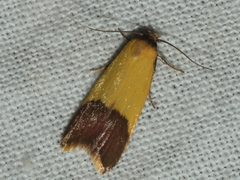 Heteroteucha dichroella