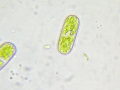 Cylindrocystis