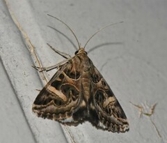 Cerocala vermiculosa