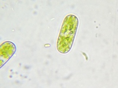 Cylindrocystis