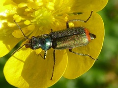 Malachius bipustulatus