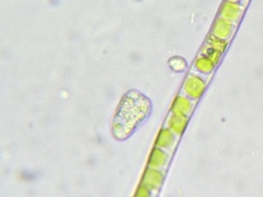 Klebsormidium