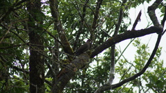 Patagioenas plumbea
