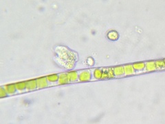 Collodictyon