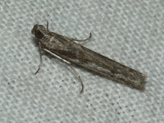 Homoeosoma vagella