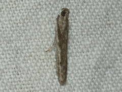 Homoeosoma vagella