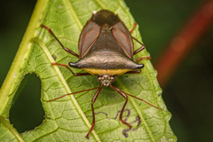 Peromatus