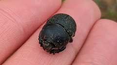 Geotrupes opacus