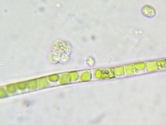 Collodictyon