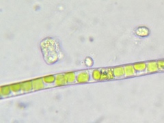 Collodictyon