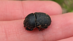 Geotrupes opacus
