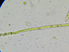 Collodictyon