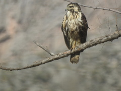Buteogallus anthracinus