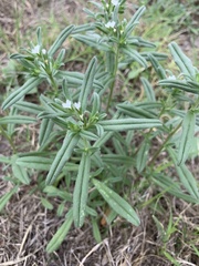 Buglossoides arvensis